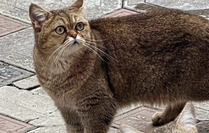 Pişik itib