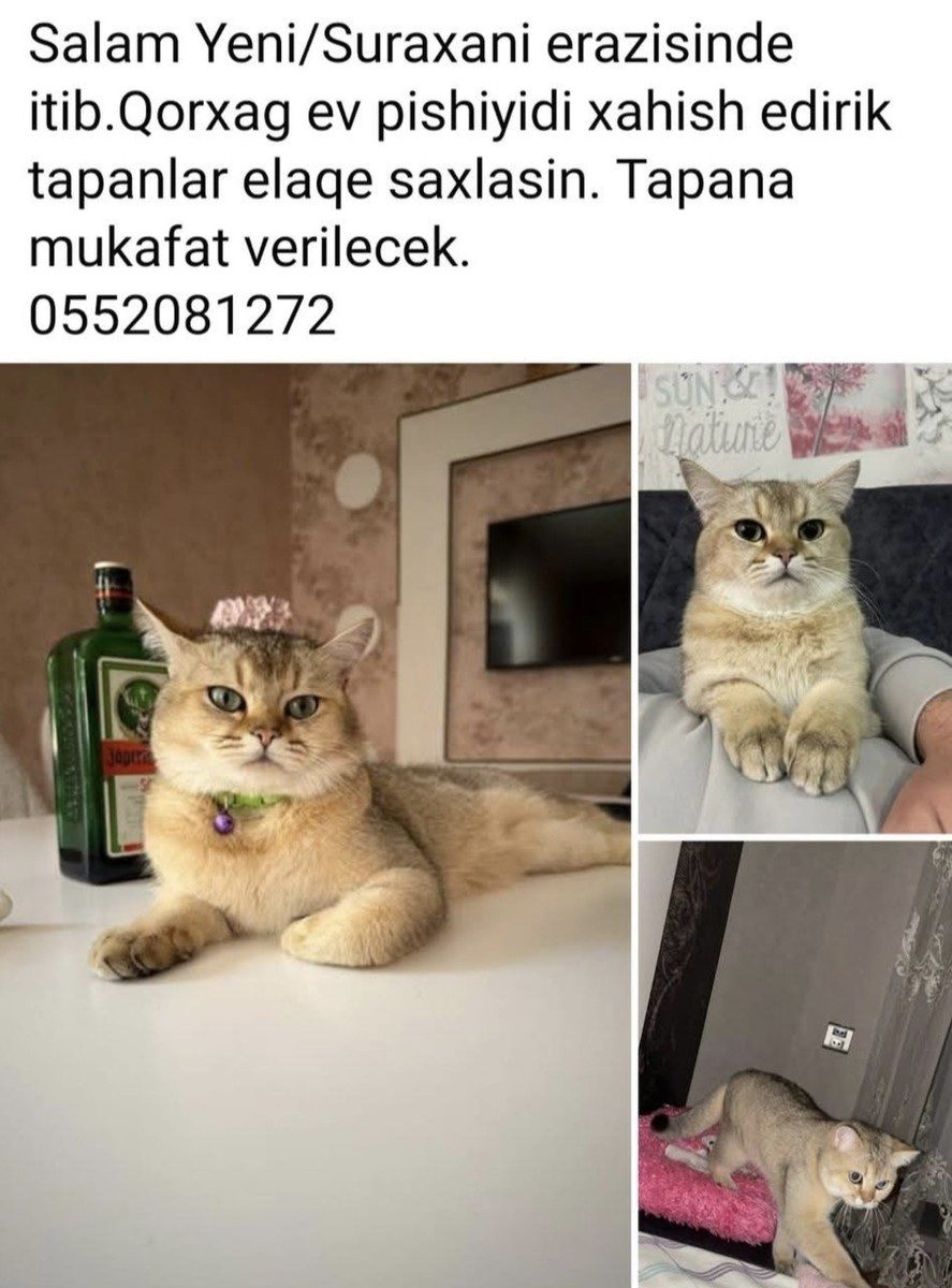 Ev pişiyi itib