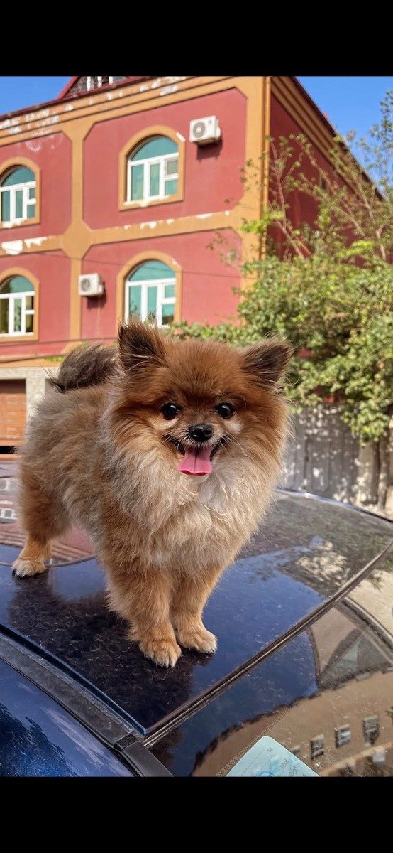 İt (Pomeranian şpits cins)itib