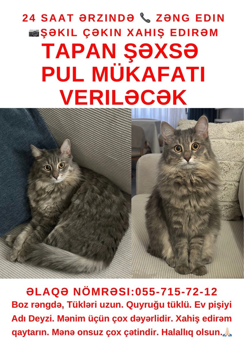 Pişik axtarıram