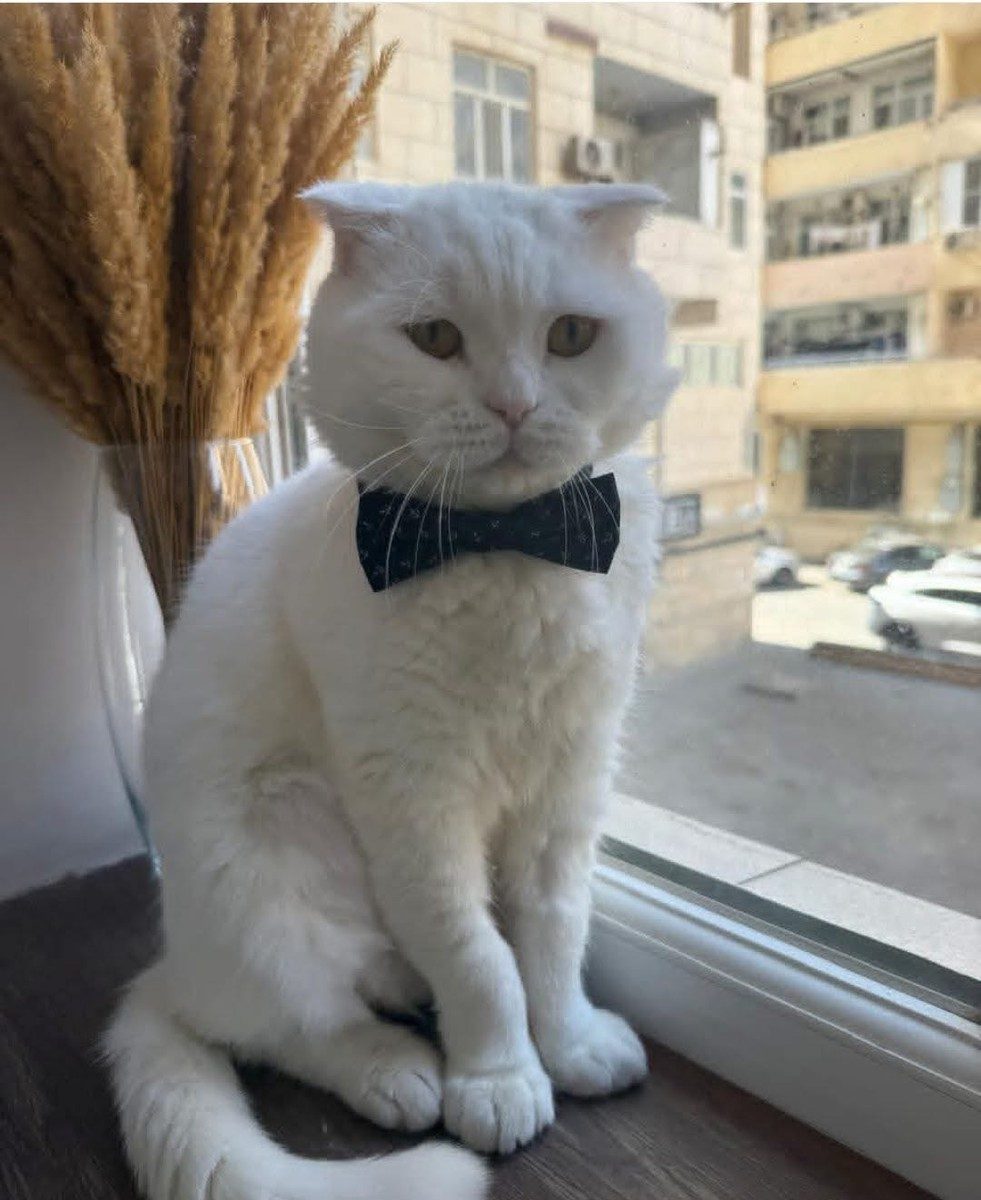 Pişik itib
